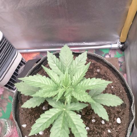 Blueberry Kush #2 growlog timeline photo
