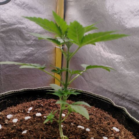 Blueberry Kush #2 growlog timeline photo