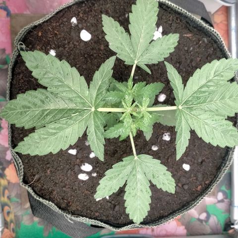 Blueberry Kush #2 growlog timeline photo