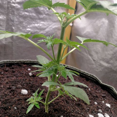Blueberry Kush #2 growlog timeline photo