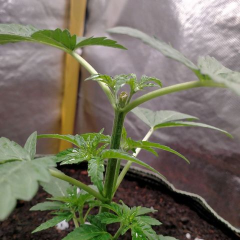Blueberry Kush #2 growlog timeline photo