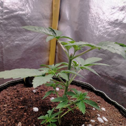 Blueberry Kush #2 growlog timeline photo