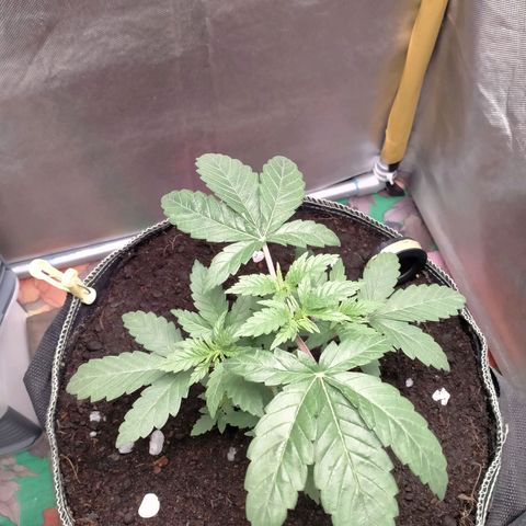Blueberry Kush #2 growlog timeline photo