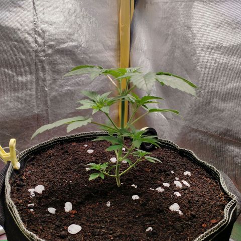 Blueberry Kush #2 growlog timeline photo