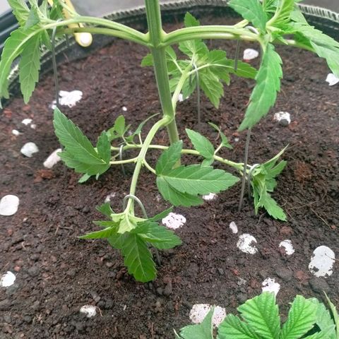 Blueberry Kush #2 growlog timeline photo