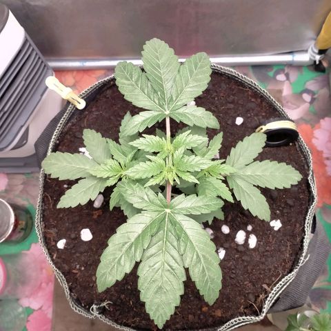 Blueberry Kush #2 growlog timeline photo