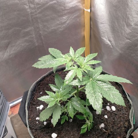 Blueberry Kush #2 growlog timeline photo