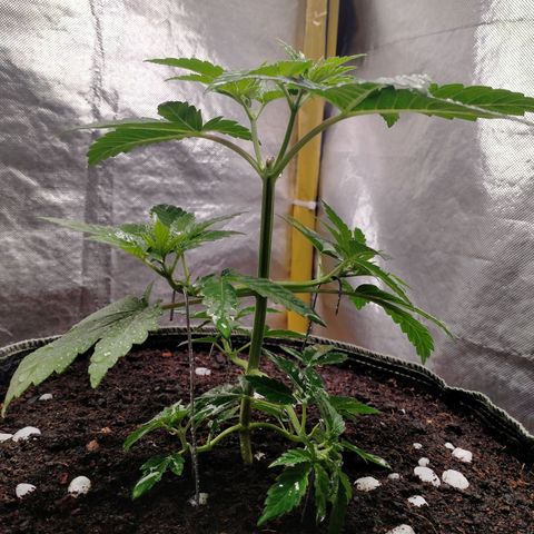 Blueberry Kush #2 growlog timeline photo