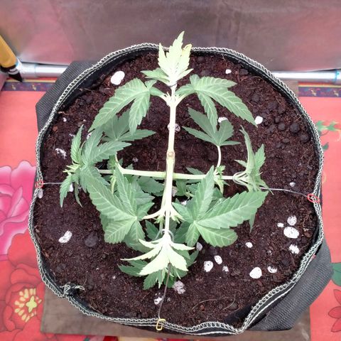 Blueberry Kush #2 growlog photo: LST