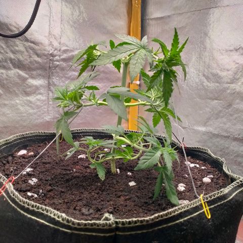 Blueberry Kush #2 growlog photo: LST