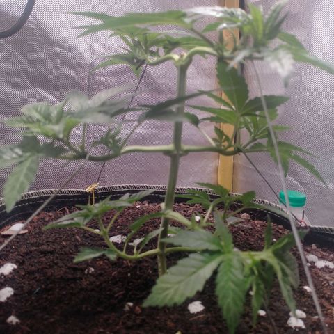 Blueberry Kush #2 growlog timeline photo