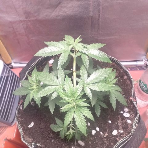 Blueberry Kush #2 growlog timeline photo