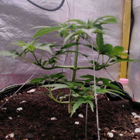 Blueberry Kush #2 growlog timeline photo