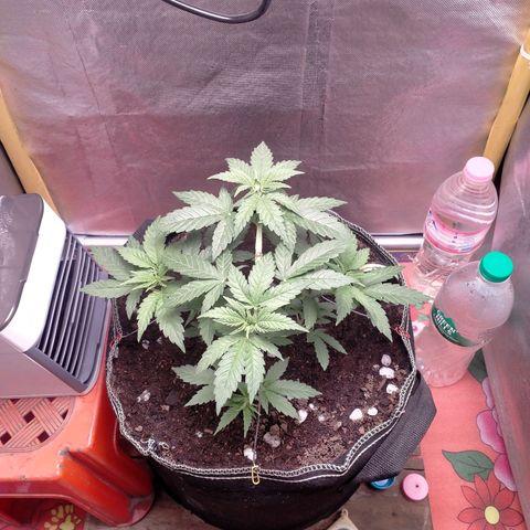 Blueberry Kush #2 growlog timeline photo