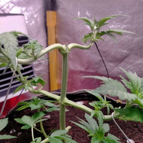 Blueberry Kush #2 growlog timeline photo