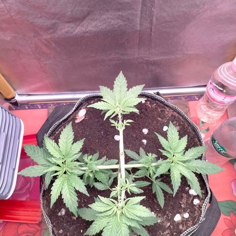 Blueberry Kush #2 growlog timeline photo