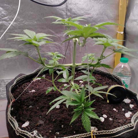 Blueberry Kush #2 growlog timeline photo