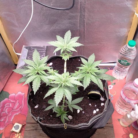 Blueberry Kush #2 growlog timeline photo