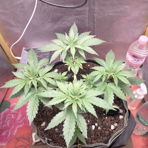 Blueberry Kush #2 growlog timeline photo