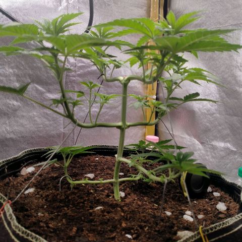Blueberry Kush #2 growlog timeline photo