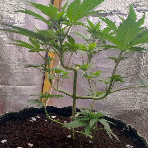 Blueberry Kush #2 growlog timeline photo