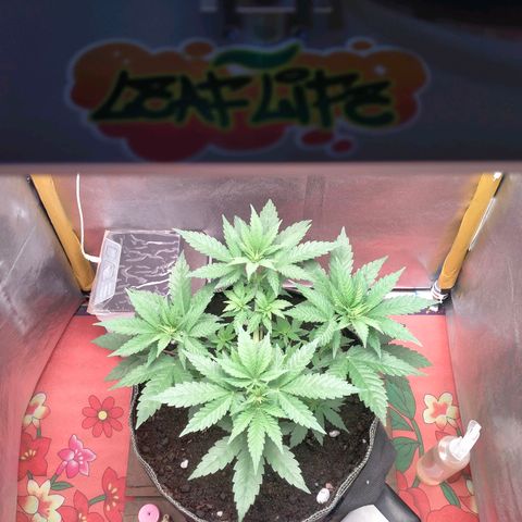 Blueberry Kush #2 growlog timeline photo