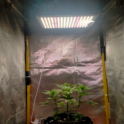 Blueberry Kush #2 growlog timeline photo