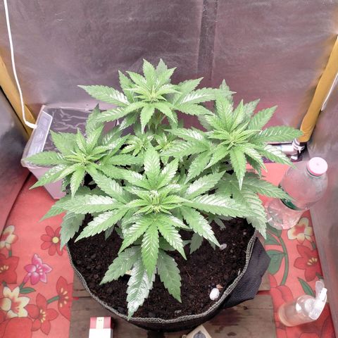Blueberry Kush #2 growlog timeline photo