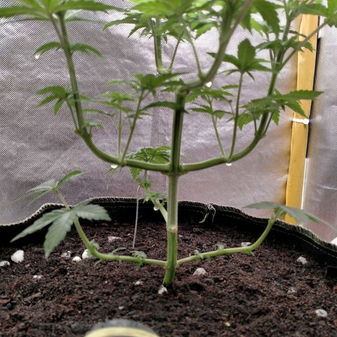 Blueberry Kush #2 growlog timeline photo