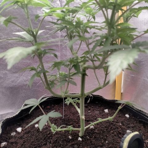 Blueberry Kush #2 growlog timeline photo