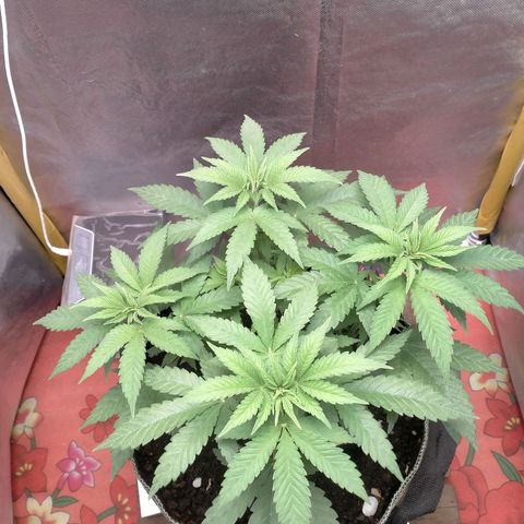 Blueberry Kush #2 growlog timeline photo