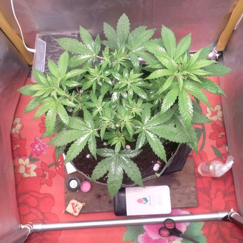 Blueberry Kush #2 growlog timeline photo