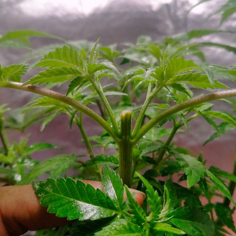 Blueberry Kush #2 growlog timeline photo