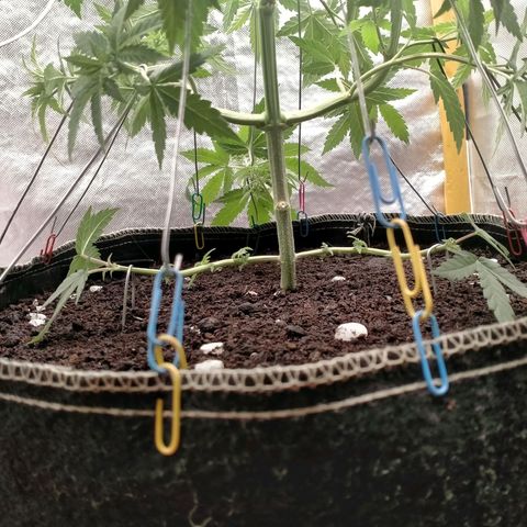 Blueberry Kush #2 growlog timeline photo