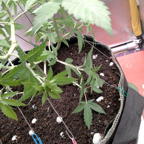Blueberry Kush #2 growlog timeline photo