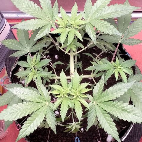 Blueberry Kush #2 growlog timeline photo