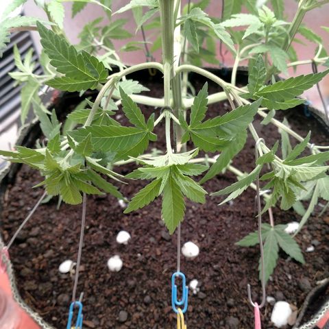 Blueberry Kush #2 growlog timeline photo
