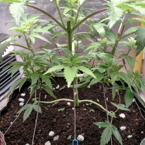 Blueberry Kush #2 growlog timeline photo