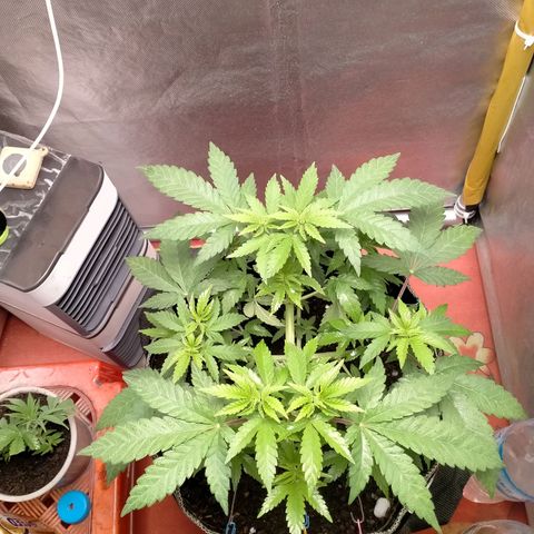 Blueberry Kush #2 growlog timeline photo