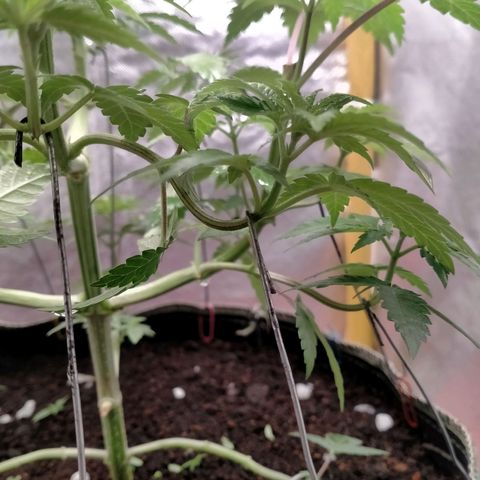 Blueberry Kush #2 growlog timeline photo