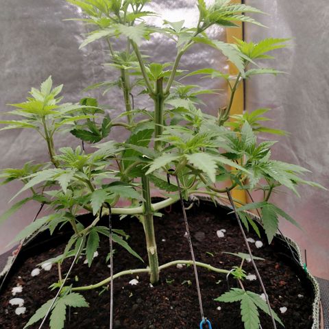 Blueberry Kush #2 growlog timeline photo
