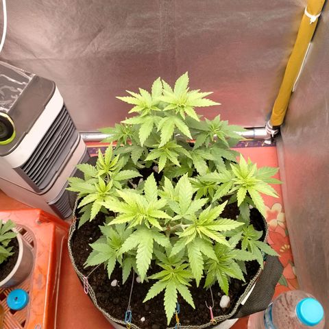 Blueberry Kush #2 growlog timeline photo