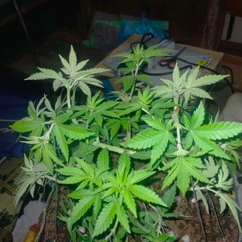 Blueberry Kush #2 growlog timeline photo