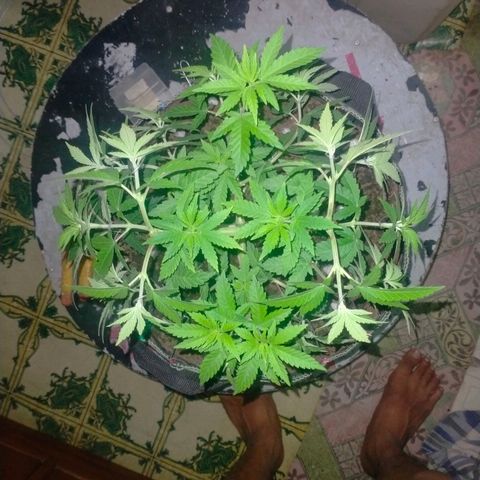 Blueberry Kush #2 growlog timeline photo