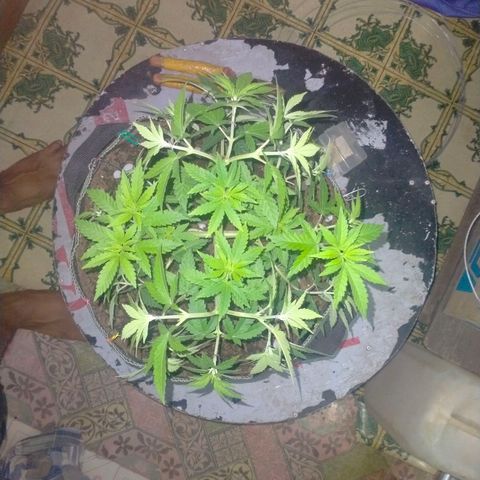 Blueberry Kush #2 growlog timeline photo