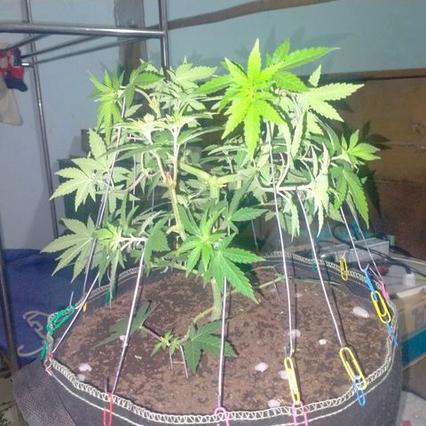 Blueberry Kush #2 growlog timeline photo