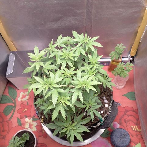 Blueberry Kush #2 growlog timeline photo