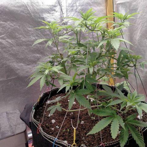 Blueberry Kush #2 growlog timeline photo