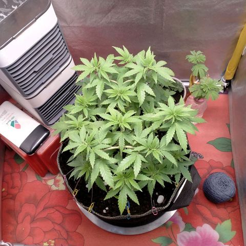 Blueberry Kush #2 growlog timeline photo
