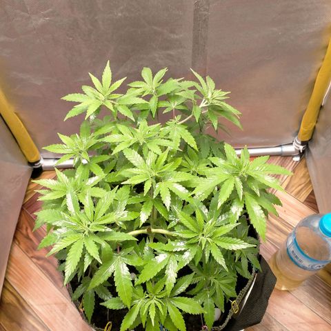 Blueberry Kush #2 growlog timeline photo